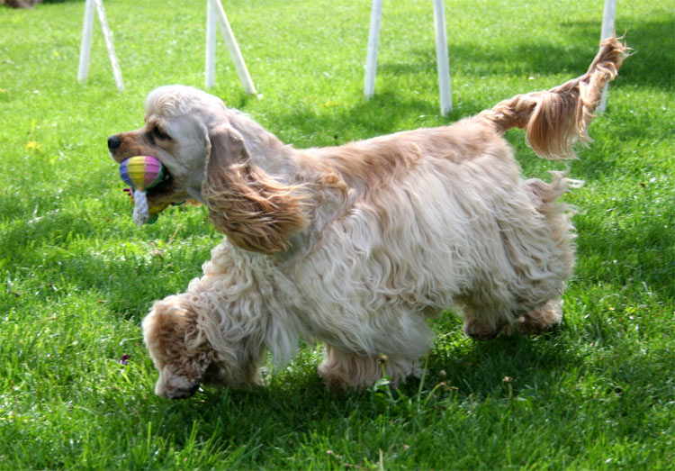 American Cocker Spaniel