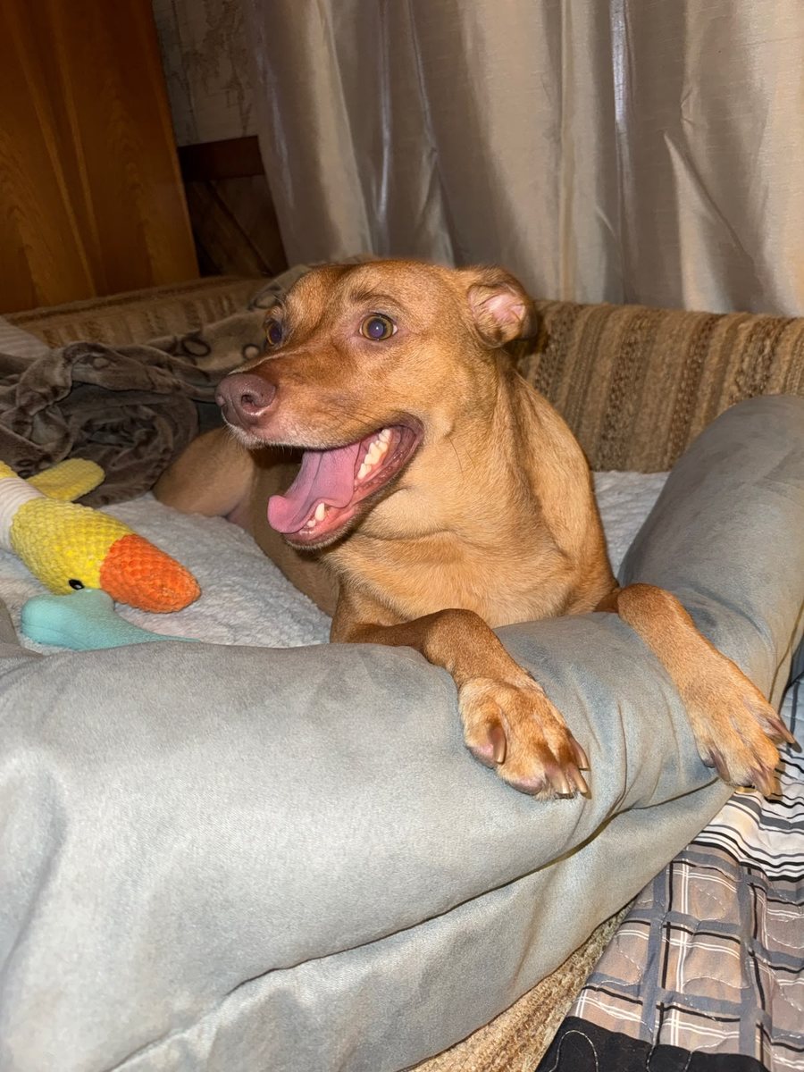 Rocky lying in his bed, mouth open in a big grin, paws over the edge