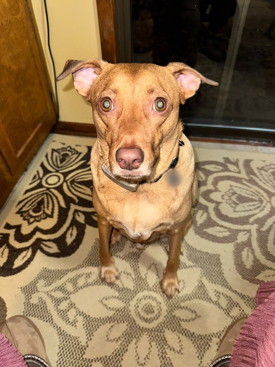 Rocky sitting on a rug, looking straight up at the camera