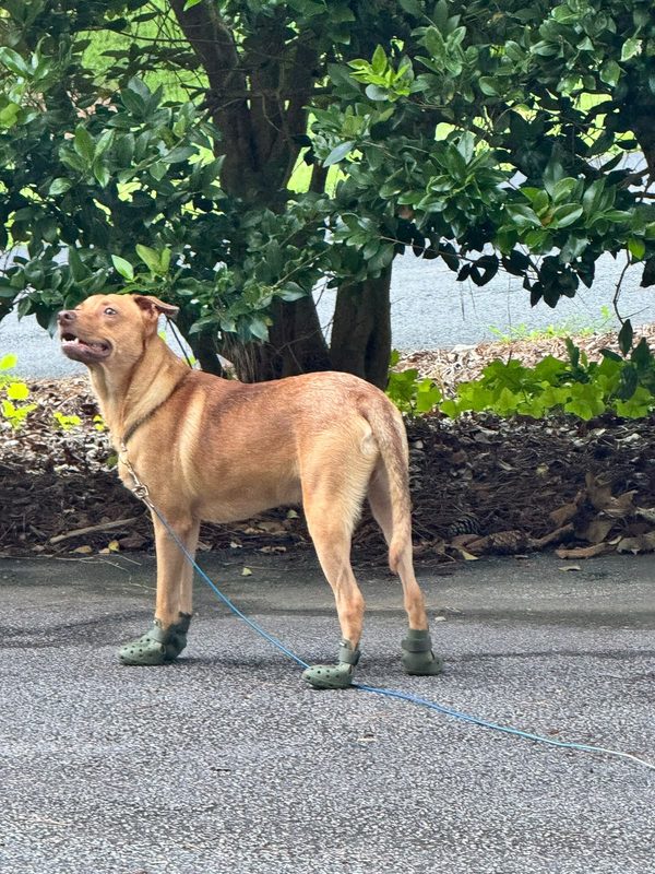 Rocky on a walk in green dog shoes, head up, mouth slightly open