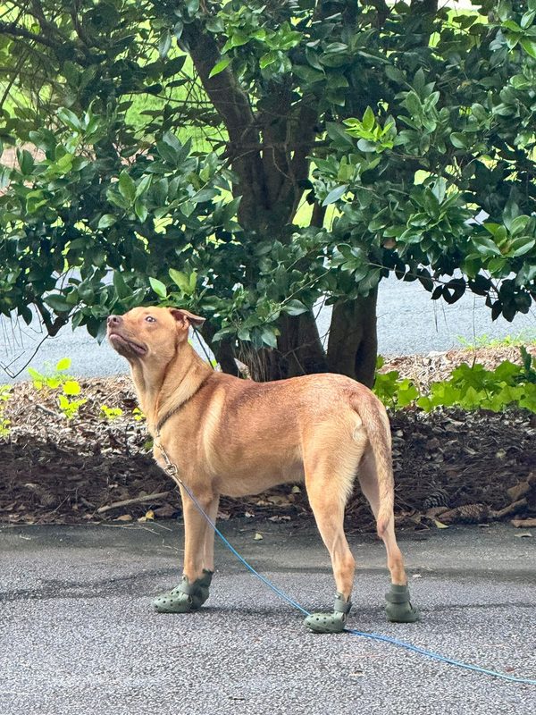 Rocky with his nose raised, sniffing the air